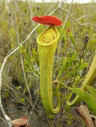 Nepenthes Tenax Extremely Rare Australian Lowland Pitcher Plant 5 Seeds