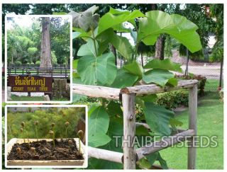 Tectona Grandis 50 Seeds,  Teak,  Tik,  Tree Tropical Hardwood Seeds Rare From Thai