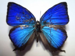 Butterfly/insect Setspread B5207 Royal Blue Rare Australian Arhopala Amantes 4cm