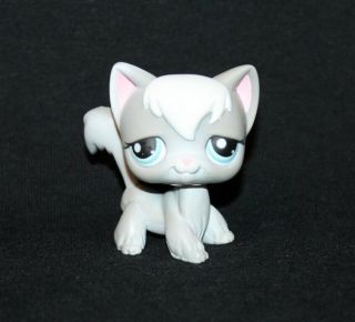 Littlest Pet Shop Lps Gray & White Angora Cat 345 Blue Eyes Rare Kitty (ang4)