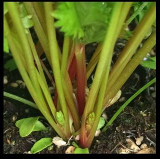 Redpar Cutting Red Celery 100 - 1000 Seeds Organic Rare Non - Gmo Bulk