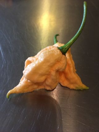30 California Reaper Pepper Seed Ultra Rare 2018 - Very Productive - Hot As Hell
