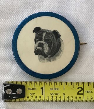 Rare Antique Photo Bull Dog Pin Back Button