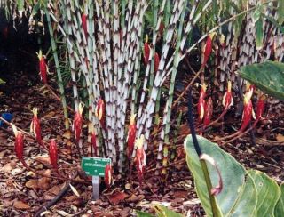 A Rhizome Rare Dimerocostus Strobilaceus Giant Bamboo Ginger Cuttings W/root