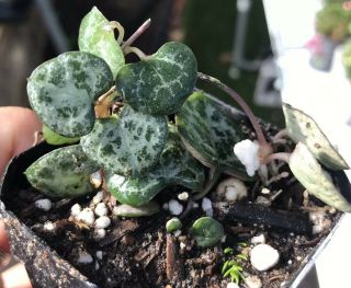 Live Rooted - String Of Hearts Plant Ceropegia Woodii Succulent Cacti Rare
