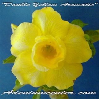 Adenium Obesum Desert Rose " Double Yellow Aromatic " 10 Seeds Rare