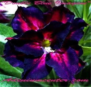 Adenium Obesum Desert Rose " Double Blue Imagine " 10 Seeds Rare