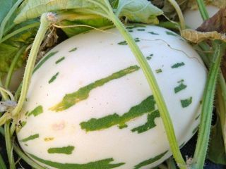 Snow Leopard Melon 20 Seeds,  Unique Rare White Flesh Fruit Asian Small