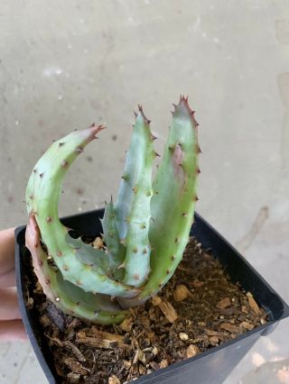 Rare Aloe Hybrid Aculeata X Marlothii Seed Grown