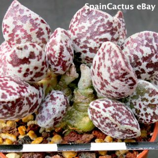 Adromischus Marianiae Cv.  Bryan Makin 2/3 King Size Rare Succulent Plant 16/6