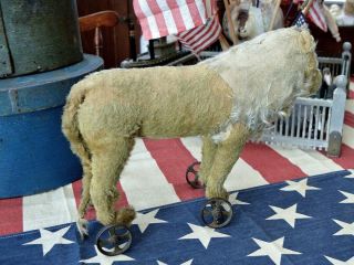 Antique Steiff Mohair Lion on Wheels Pull Toy C 1909 w/ Button 7