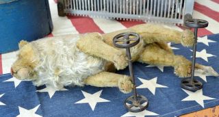 Antique Steiff Mohair Lion on Wheels Pull Toy C 1909 w/ Button 9