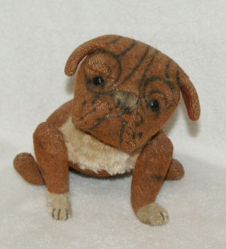 11 " Antique Steiff Bulldog " Tige " C.  1907 - 1917 Buster Brown 