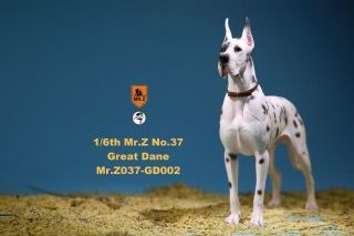 Mr.  Z Animal Model 1/6 The German Great Dane Piebald Dog Mrz037 Gd002 Figure Toys
