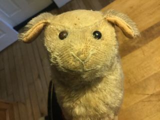 Early 1900’s Antique Steiff? Mohair Lamb Pull Toy No Id Timeworn Shoe Button Eye