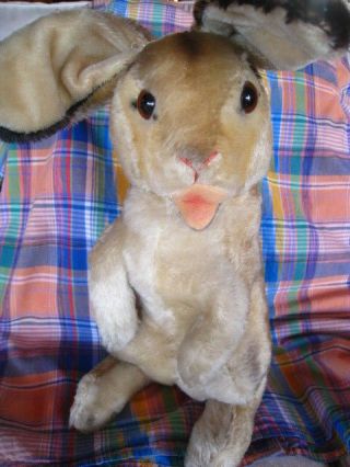 Circa 1955 Steiff Manni Bunny Rabbit 14 " Mohair Easter Euc
