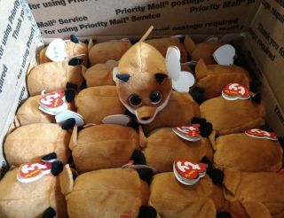 72pcs Ty Beanie Boos Teeny Tys 4 " Finley Fox Plush Stuffed Animal Toy