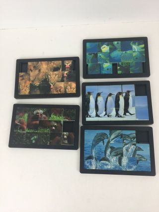 Damert Ocean Jungle Wild Animal Sliding Square Tile Jigsaw Puzzle 4x6 Set Of 5