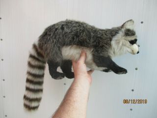 Hansa Toys Stuffed Animal Standing Raccoon Amazingly Real Life & Real Size