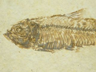 Perfect Bones A 100 Natural 50 Million Year Old Knightia Fish Fossil 206gr E