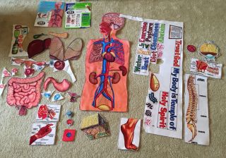 The Functions Of The Human Body Little Folk Visuals Felt Homeschool Learning