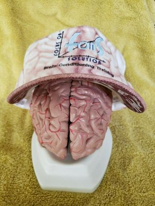 Human Brain Anatomy Model 3d,  Educational In Solid Plastic