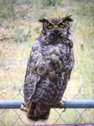 12 Owl Pellets - S.  Cal Great Horned Owl