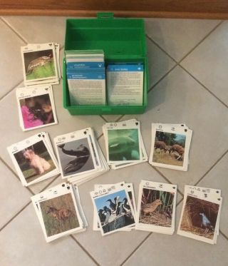 Illustrated Wildlife Treasury 600,  Learning Animal Cards /w Box Homeschool