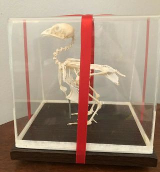 Quail Bird Skeleton Articulated Display Acrylic Cover Science Educational