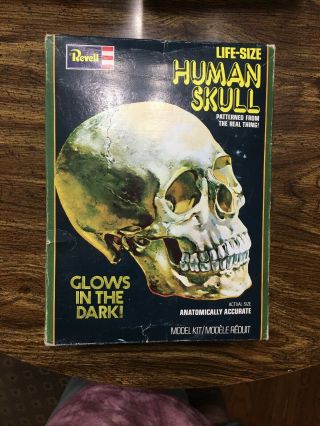 Revell Life - Size Human Skull Glow In The Dark Model Kit (assembled)