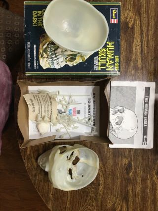 Revell Life - Size Human Skull Glow in the Dark Model Kit (Assembled) 2