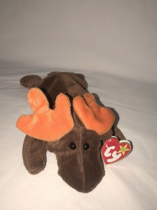 Rare Oddity Ty Beanie Babies " Chocolate " Moose Website Covered Up - Mwmts