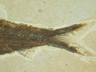 A Larger 50 Million Year Old Restored Knightia Fish Fossil From Wyoming 168gr 2