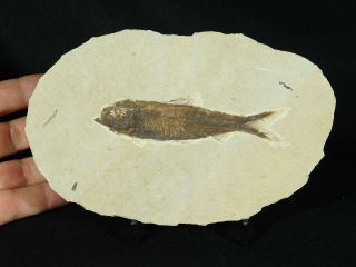 A Larger 50 Million Year Old Restored Knightia Fish Fossil From Wyoming 168gr 3