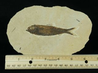 A Larger 50 Million Year Old Restored Knightia Fish Fossil From Wyoming 168gr 4