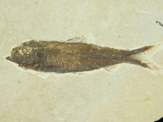 A Larger 50 Million Year Old Restored Knightia Fish Fossil From Wyoming 168gr 5