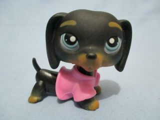 Littlest Pet Shop Dog 325 Dachshund With Sweater Accessory Authentic