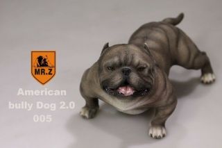 1/6 Scale For 12 " Aucion Figure " Mr.  Z " American Bully Pitbull Light Colour 005