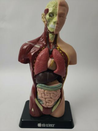 Edu - Toys Human Torso Anatomical Model Kit Teaching Science Homeschool Vintage