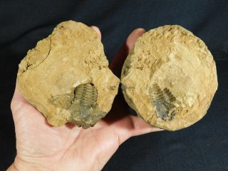 A 100 Natural Flexicalymene Trilobite Fossil In A Big Split Nodule 640gr E