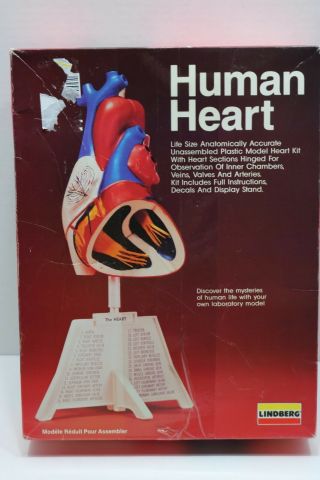 Vintage Lindberg Life Size Human Heart Anatomy Model Kit - Open Complete