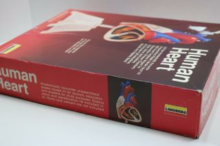 Vintage Lindberg Life Size Human Heart Anatomy Model Kit - Open Complete 3