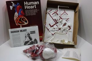 Vintage Lindberg Life Size Human Heart Anatomy Model Kit - Open Complete 5