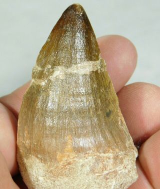 A Big Natural 100 Million Year Old Dinosaur Era Mosasaur Fossil Tooth 38.  2gr