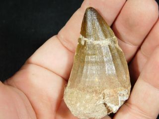 A BIG Natural 100 Million YEAR Old Dinosaur Era Mosasaur Fossil Tooth 38.  2gr 2