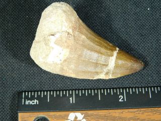 A BIG Natural 100 Million YEAR Old Dinosaur Era Mosasaur Fossil Tooth 38.  2gr 3