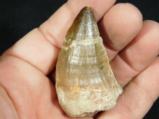 A BIG Natural 100 Million YEAR Old Dinosaur Era Mosasaur Fossil Tooth 38.  2gr 5