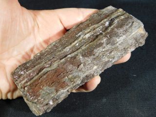 A Petrified Wood Fossil With Silver Sheen From Utah 430gr E