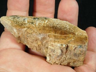 A Polished Jurassic Era Dinosaur Gem Bone Fossil From Southern Utah 91.  1gr E