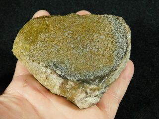 A Cut 210 Million Year Old 100 Natural Dinosaur Fossil From Utah 473gr E